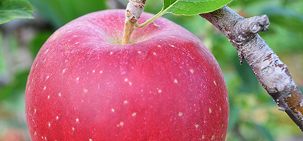 Esashi Apples